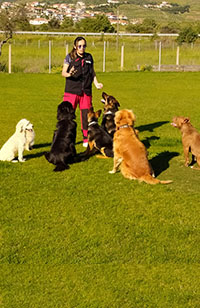 Grande Sole Dog Resort Training