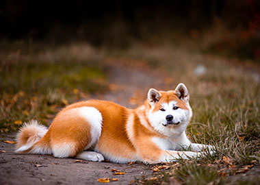 Akita