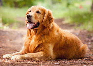 Retriever